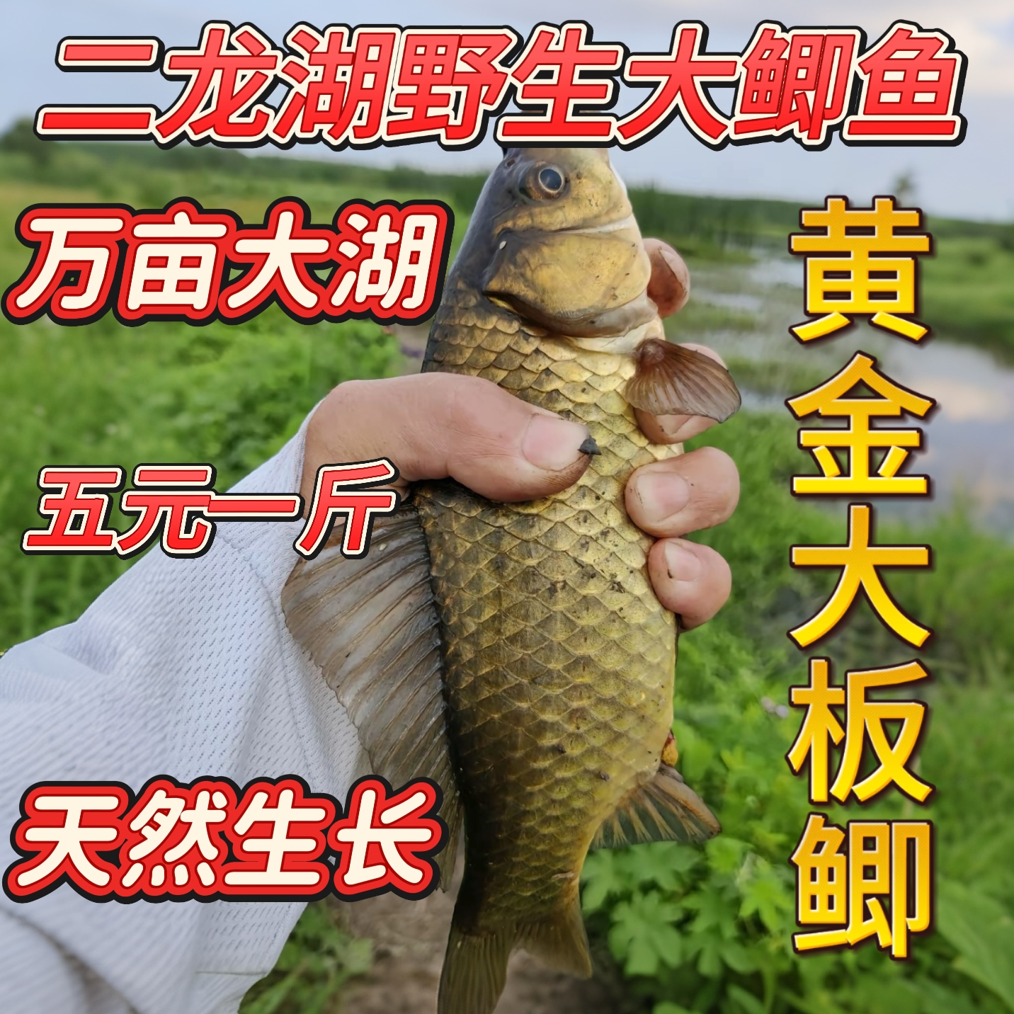二龙湖野生黄金大板鲫/不杀/保鲜不保活
