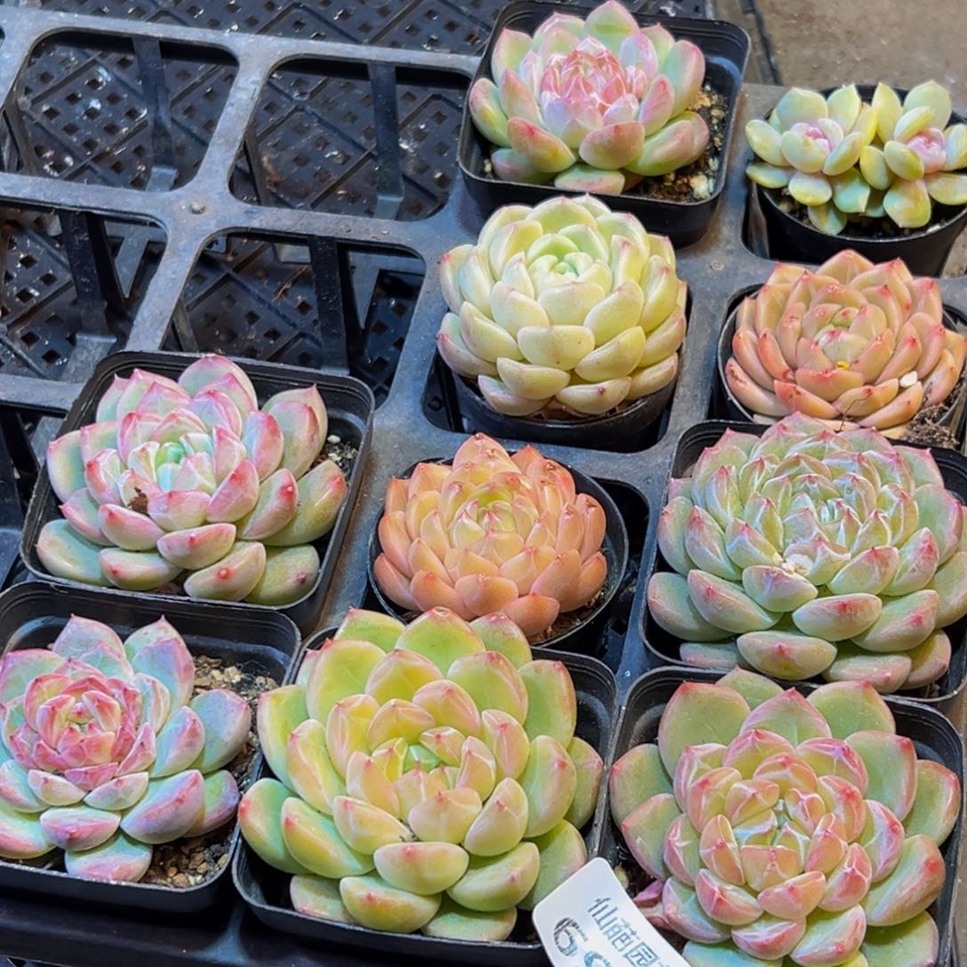 691多肉葡萄的味道是真的