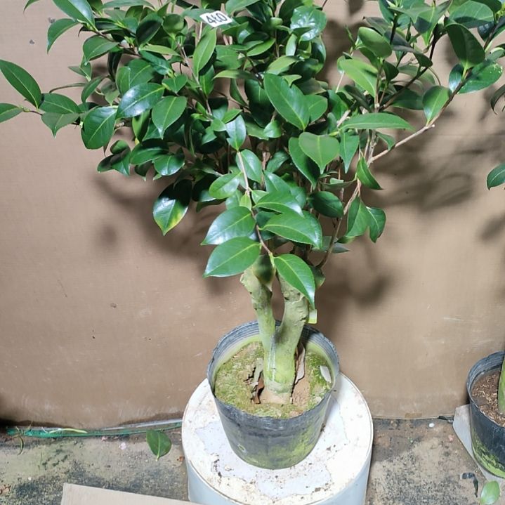 460玉天使，原盆原土发货，不包邮