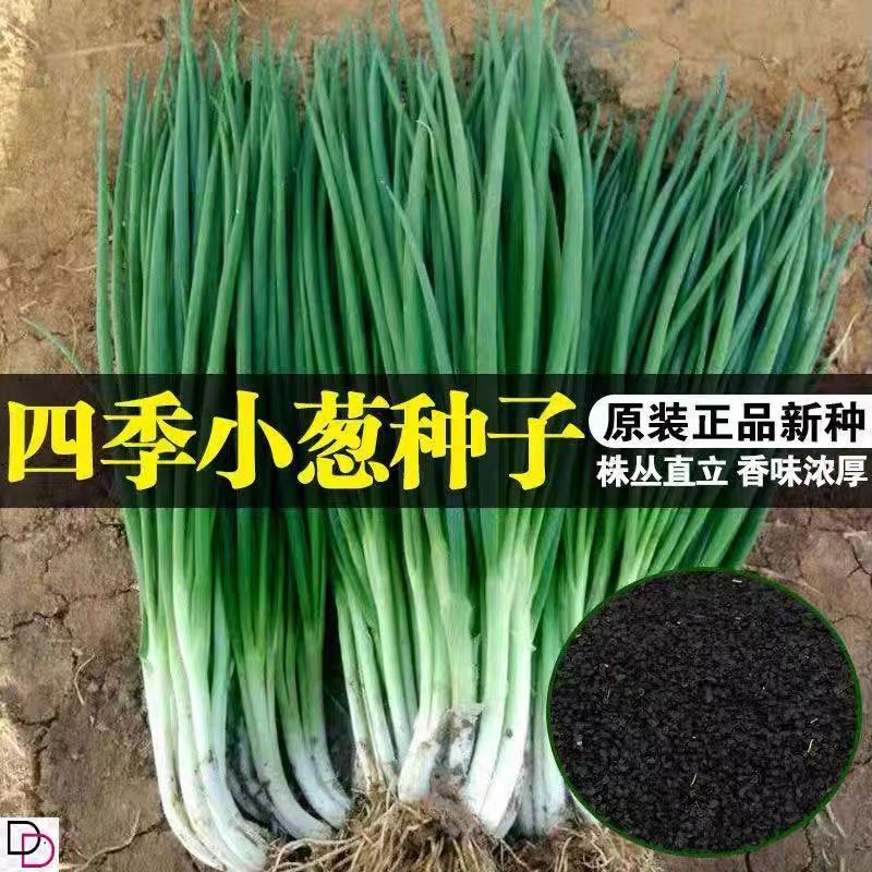 美味香葱种子    