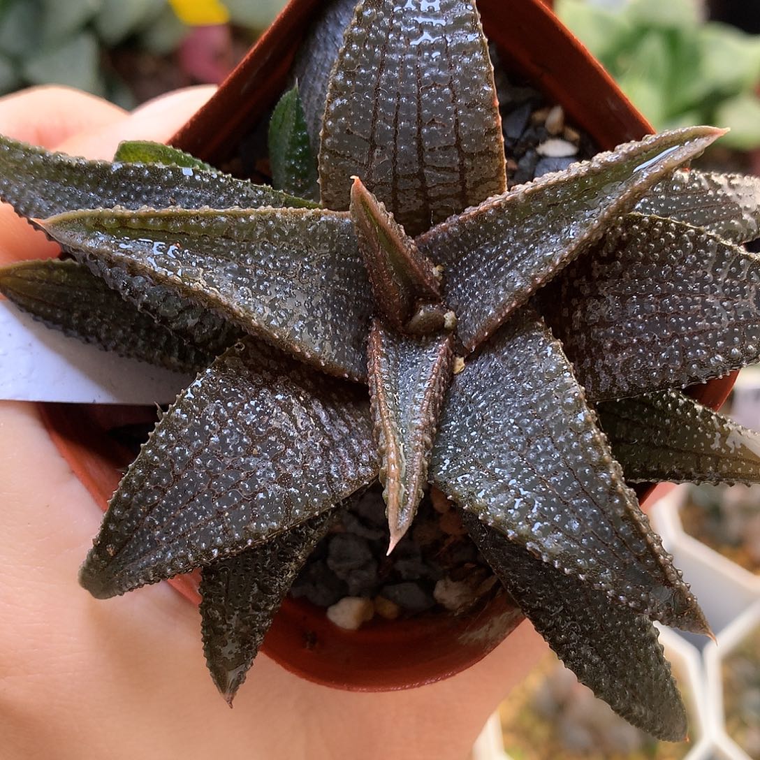 黑王硬叶带侧芽发货