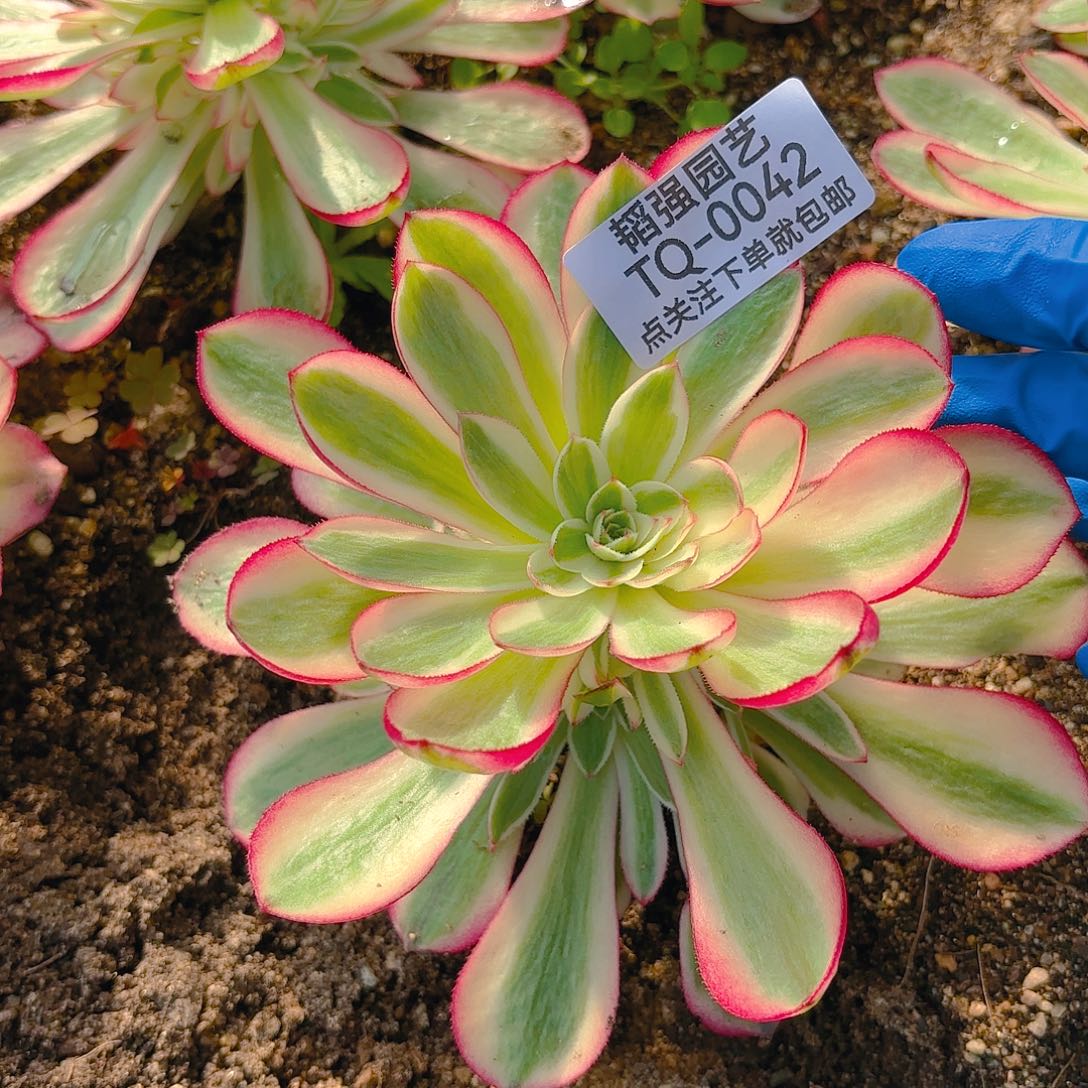 倾城多肉植物二号42