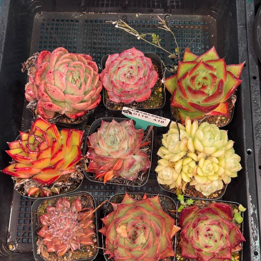 从前慢多肉精选编号0119.418