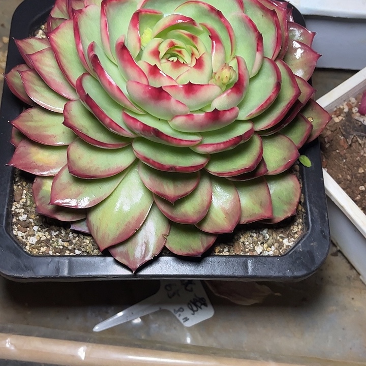 惊鸿仙子多肉植物198