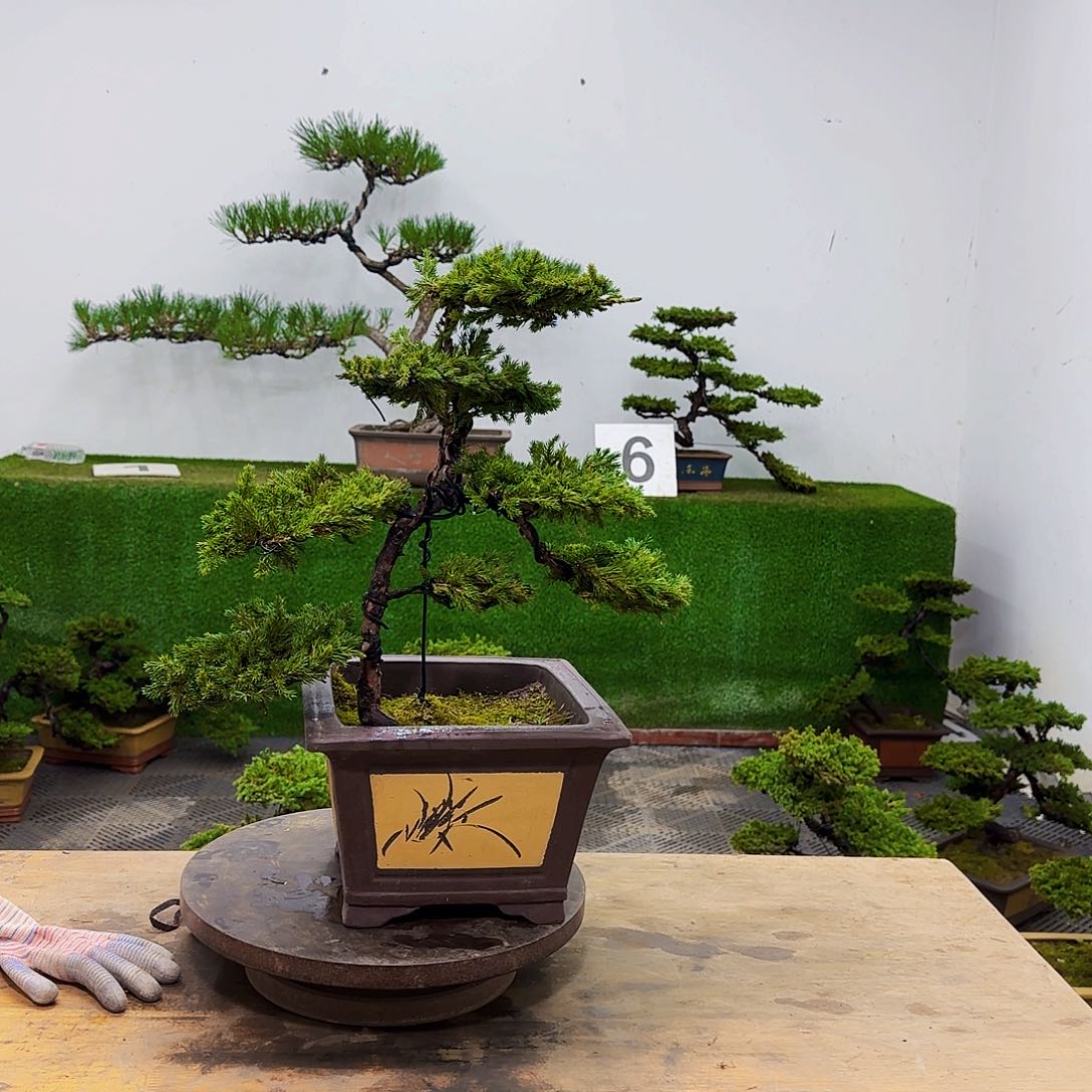 盆景盆景盆景盆景