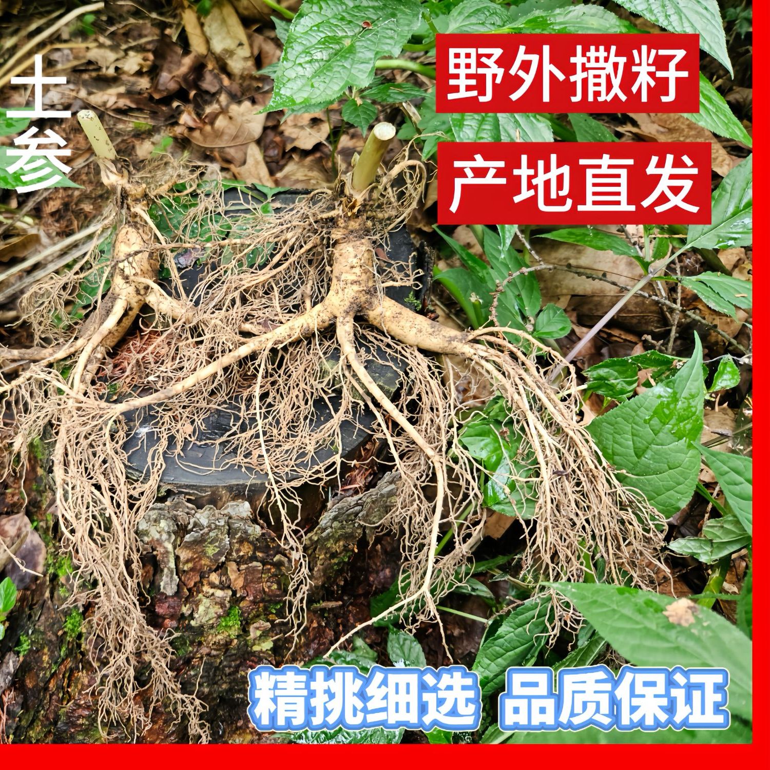 穗桓（福参记少爷）长白山带土林下参 顺丰一单一发支持截图 