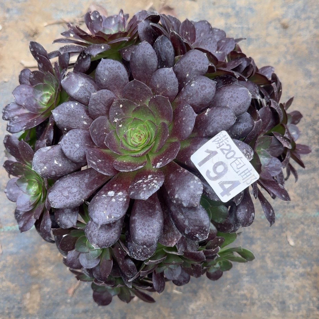 赤焰莲194满20包邮断枝不包瑕疵