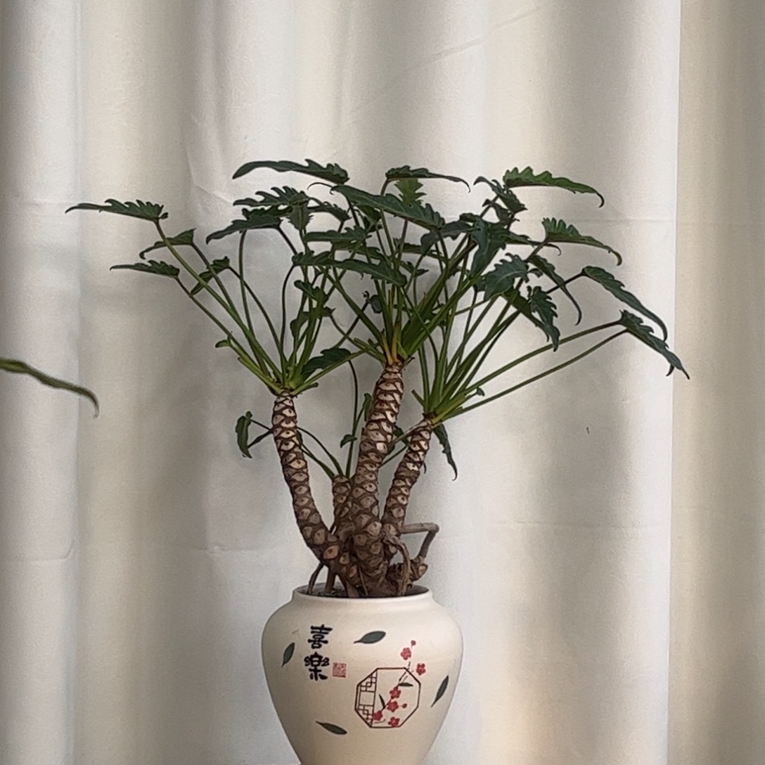 完全开放223龙鳞小天使