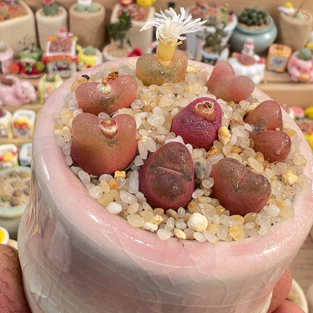 多肉植物3号毛汉尼带盆