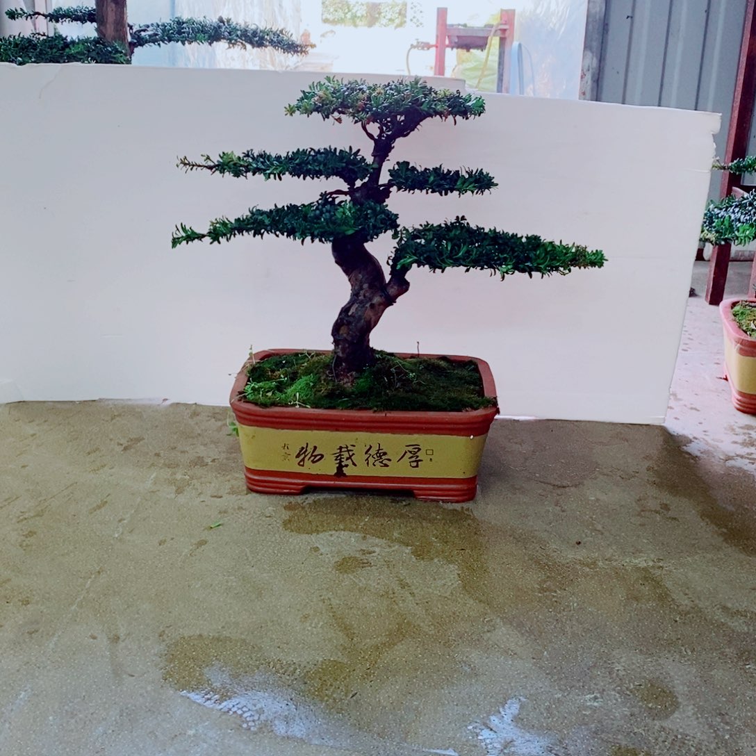 完全开放罗汉松盆景