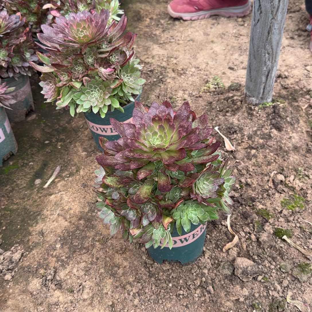 孔雀翎魅多肉19.9捧花