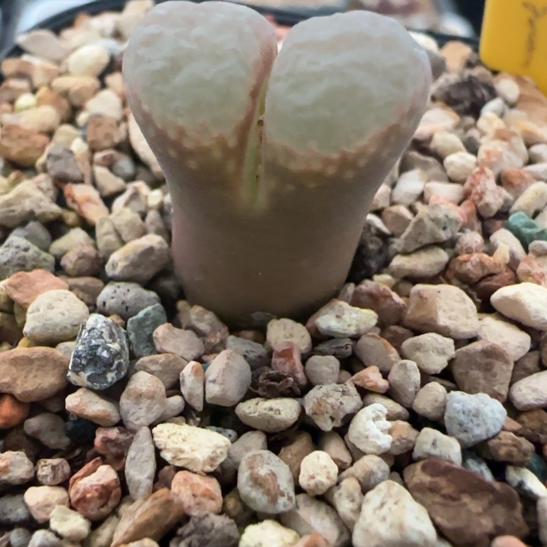 多肉火大Y360漏74号