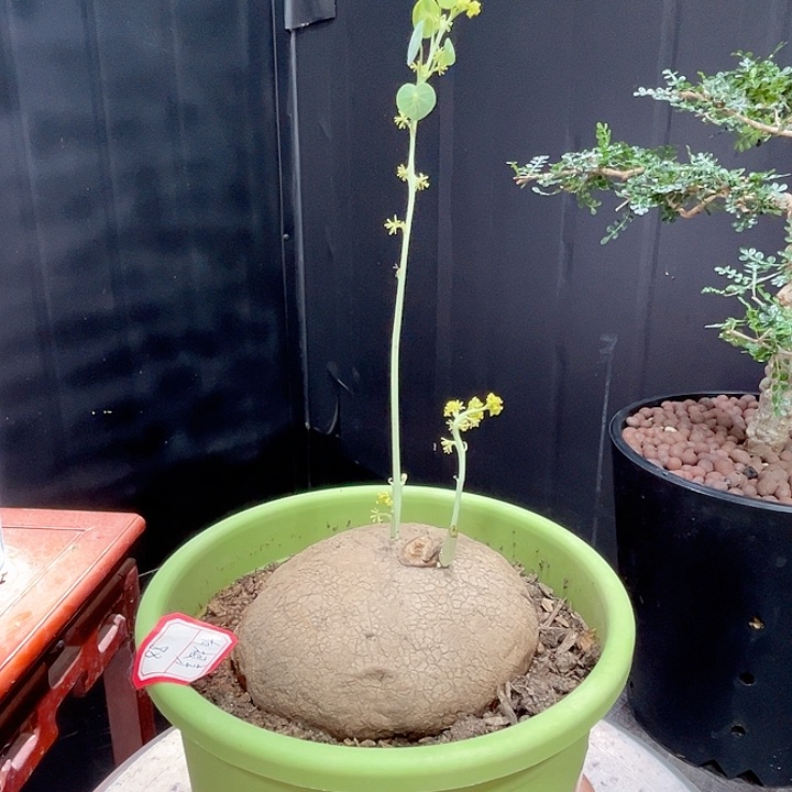 3素可泰哈哈哈哈哈哈哈