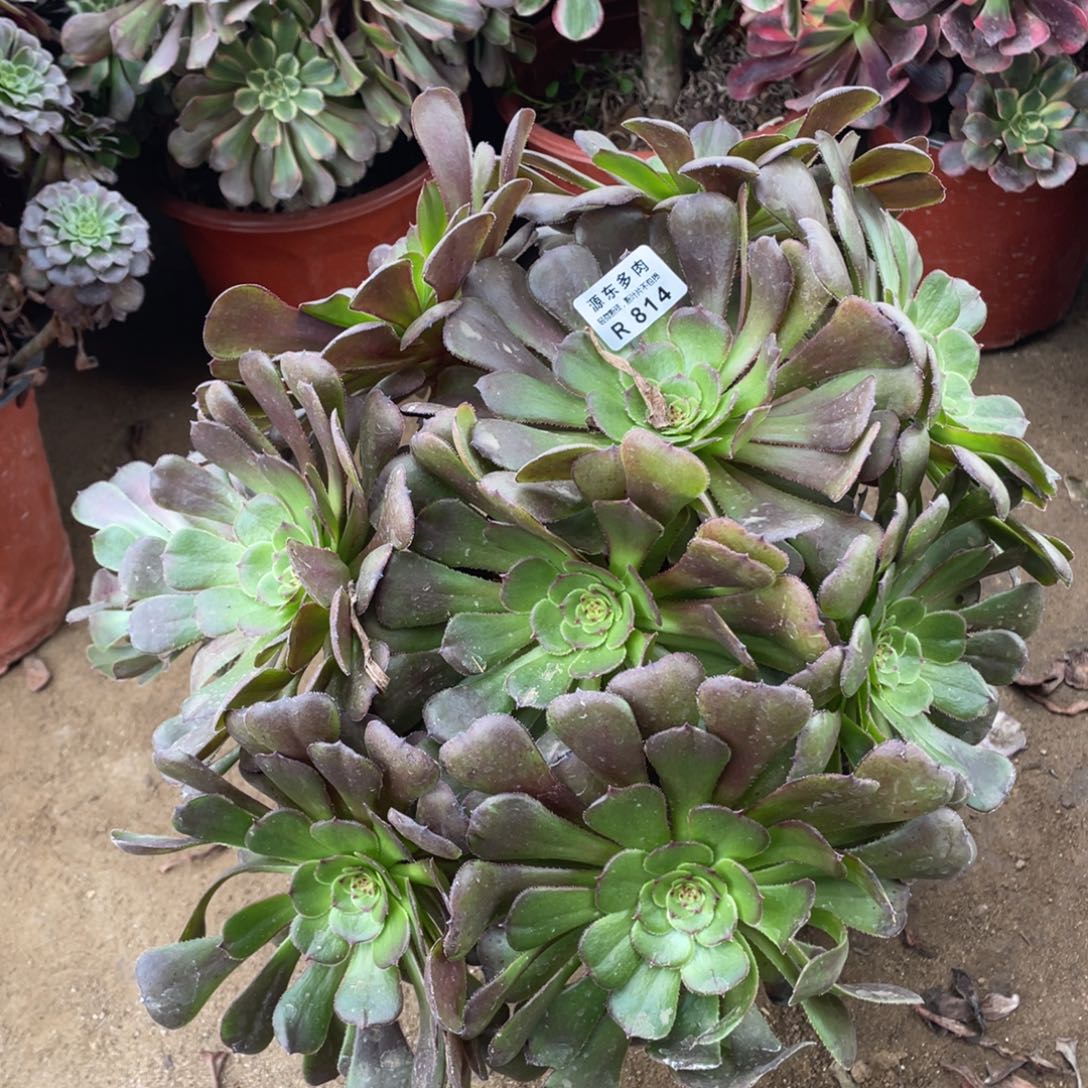 814黑暗多肉法师断枝不包