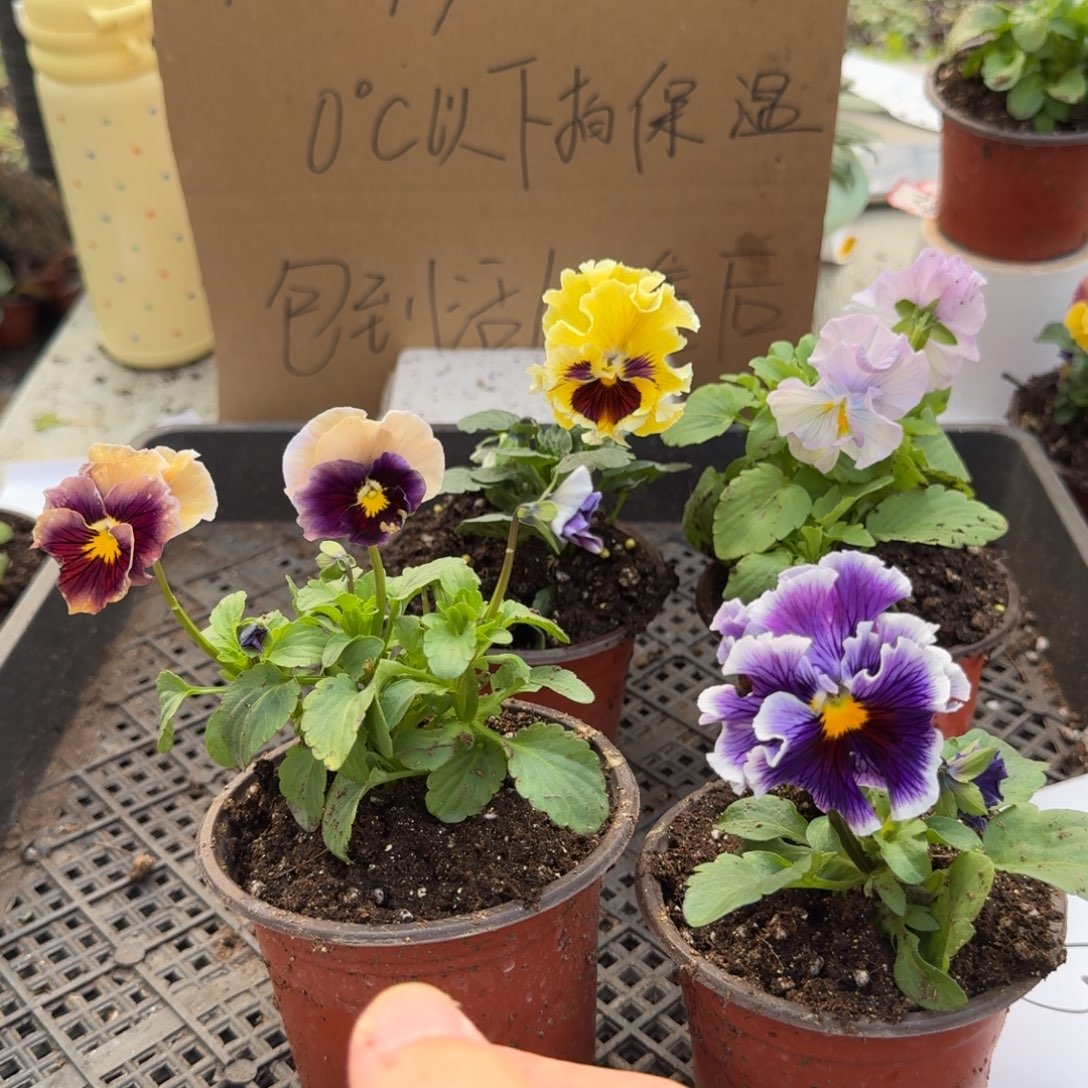 大部分花苞少量开放173