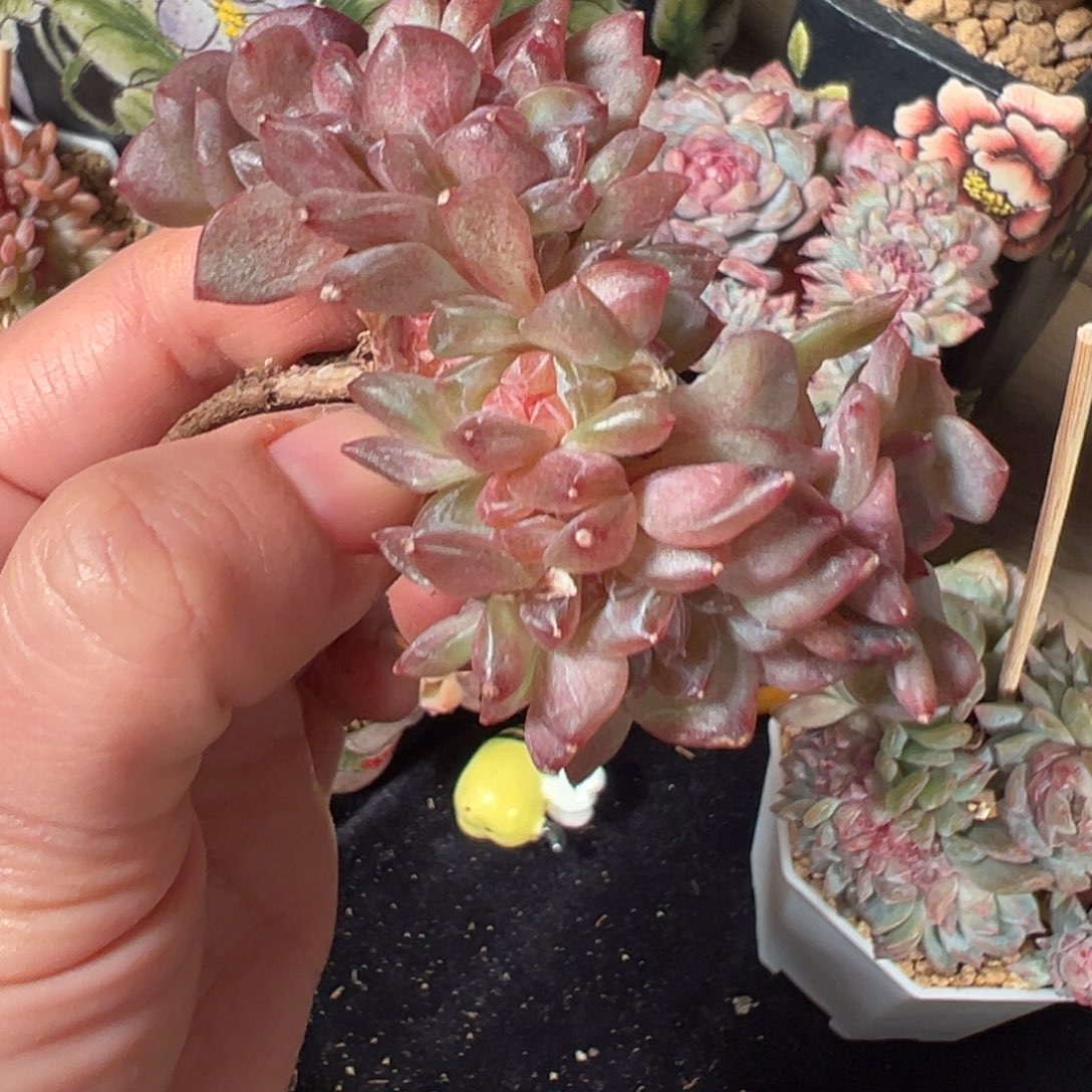 新年快乐 新年快乐