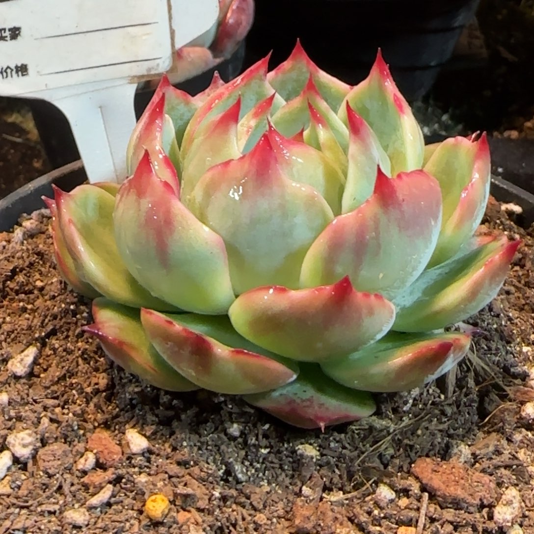 花脸拉丝惊鸿一物一拍包装收缩花旱778