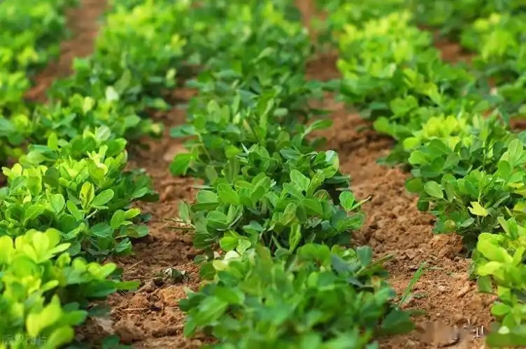 真菌细菌都可以防的乙蒜素100克