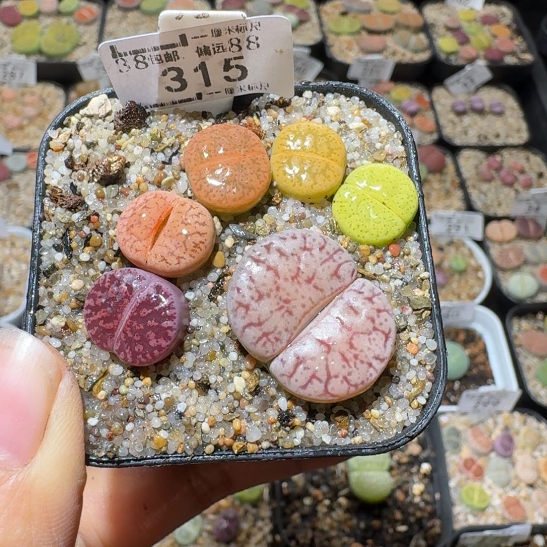 Sss精品便宜出315