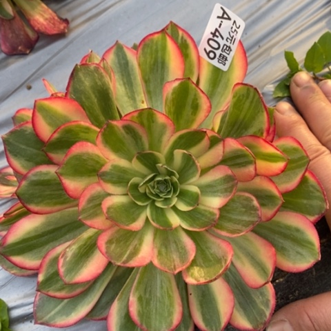 409黑魔锦满25包邮多肉