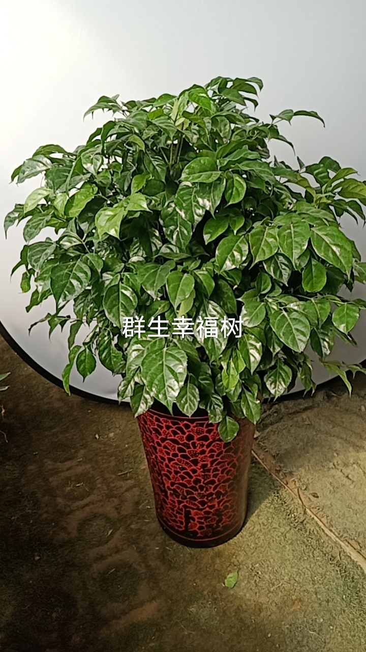网红瓷盆群生幸福树上档次客厅大号