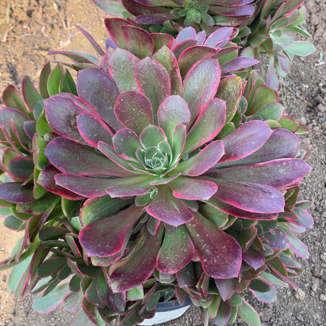 女妖多肉法师断枝不包