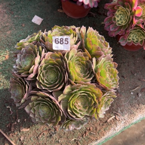 685沙拉碗朵朵多肉，