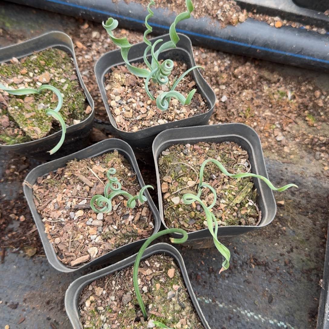 弹簧草五颗量拍发货