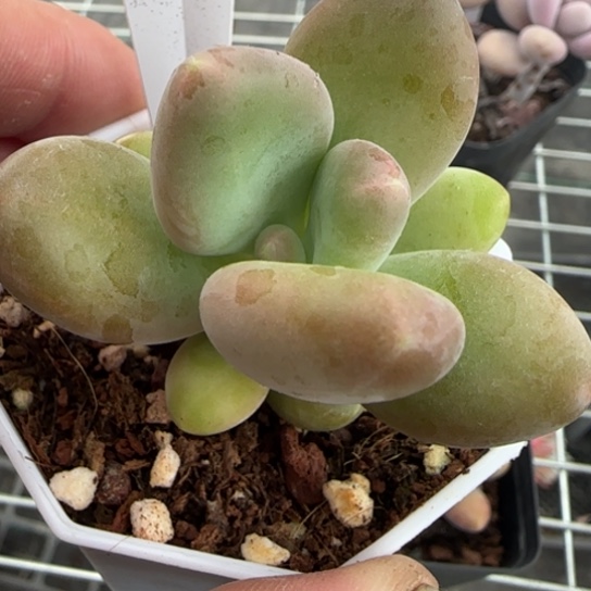 73芒果奶一物一拍多肉