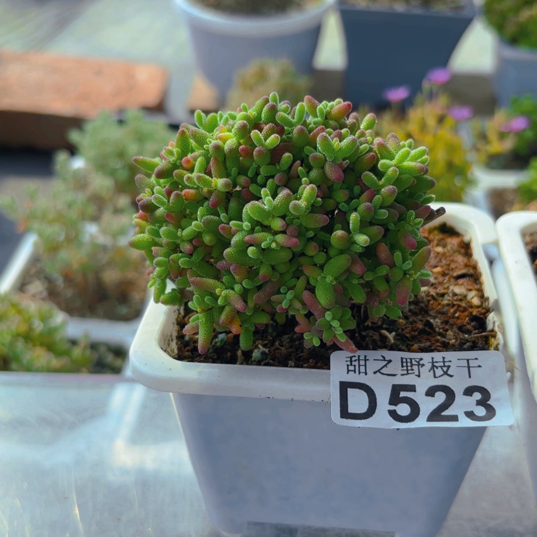 蜜橘糖球523。       