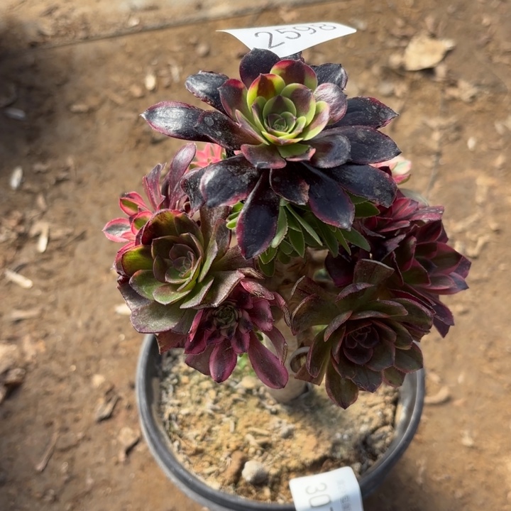 七彩树多肉法师2598