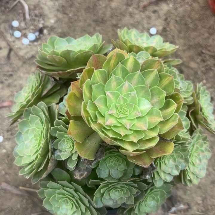 多肉植物法师法师