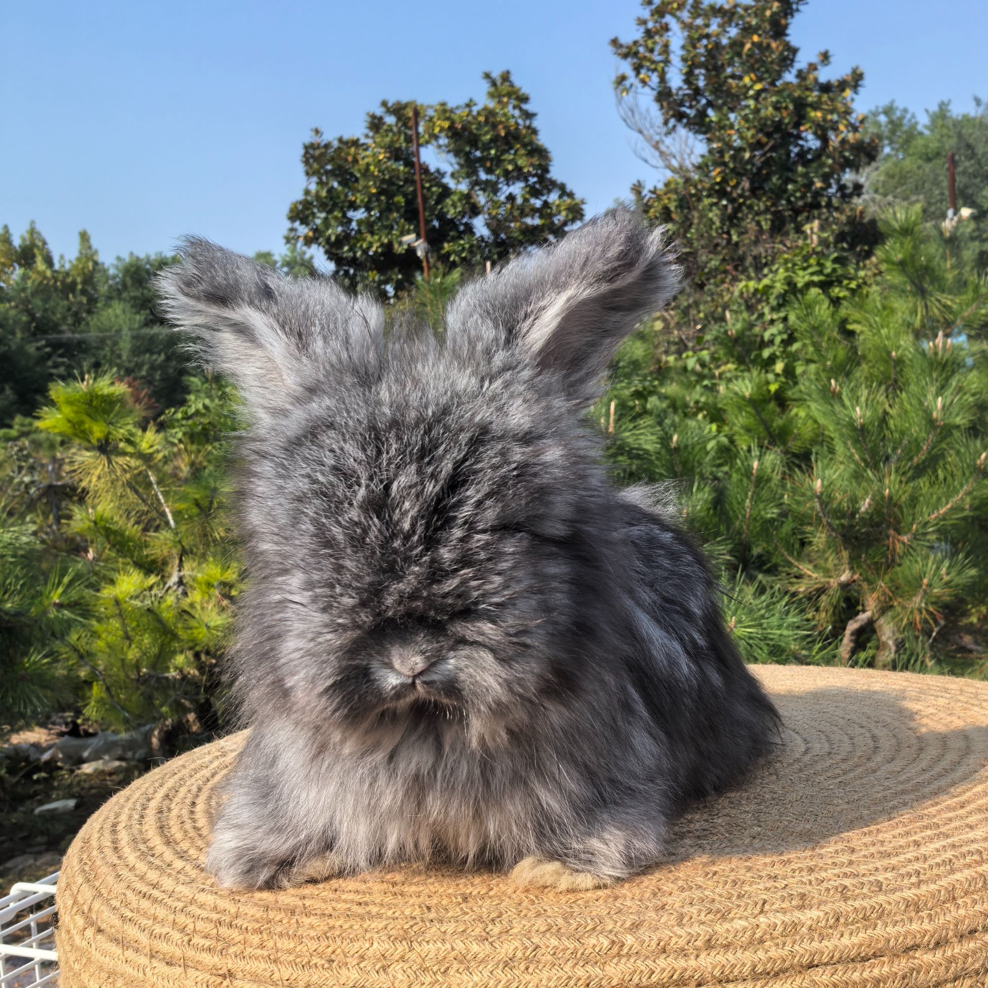 精品宠物兔长毛安哥拉折耳兔英系双血