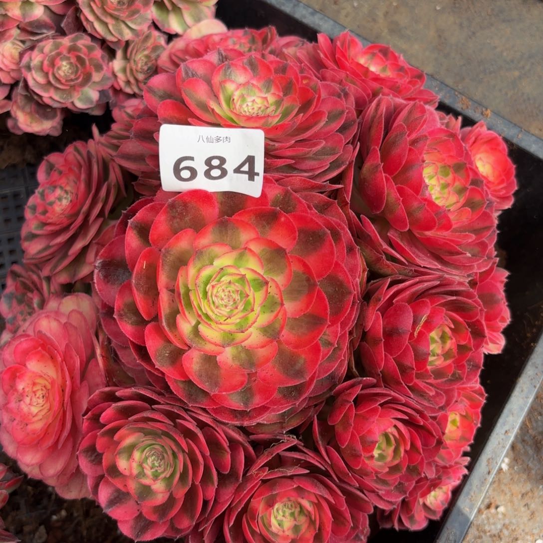 684多肉植物荔枝