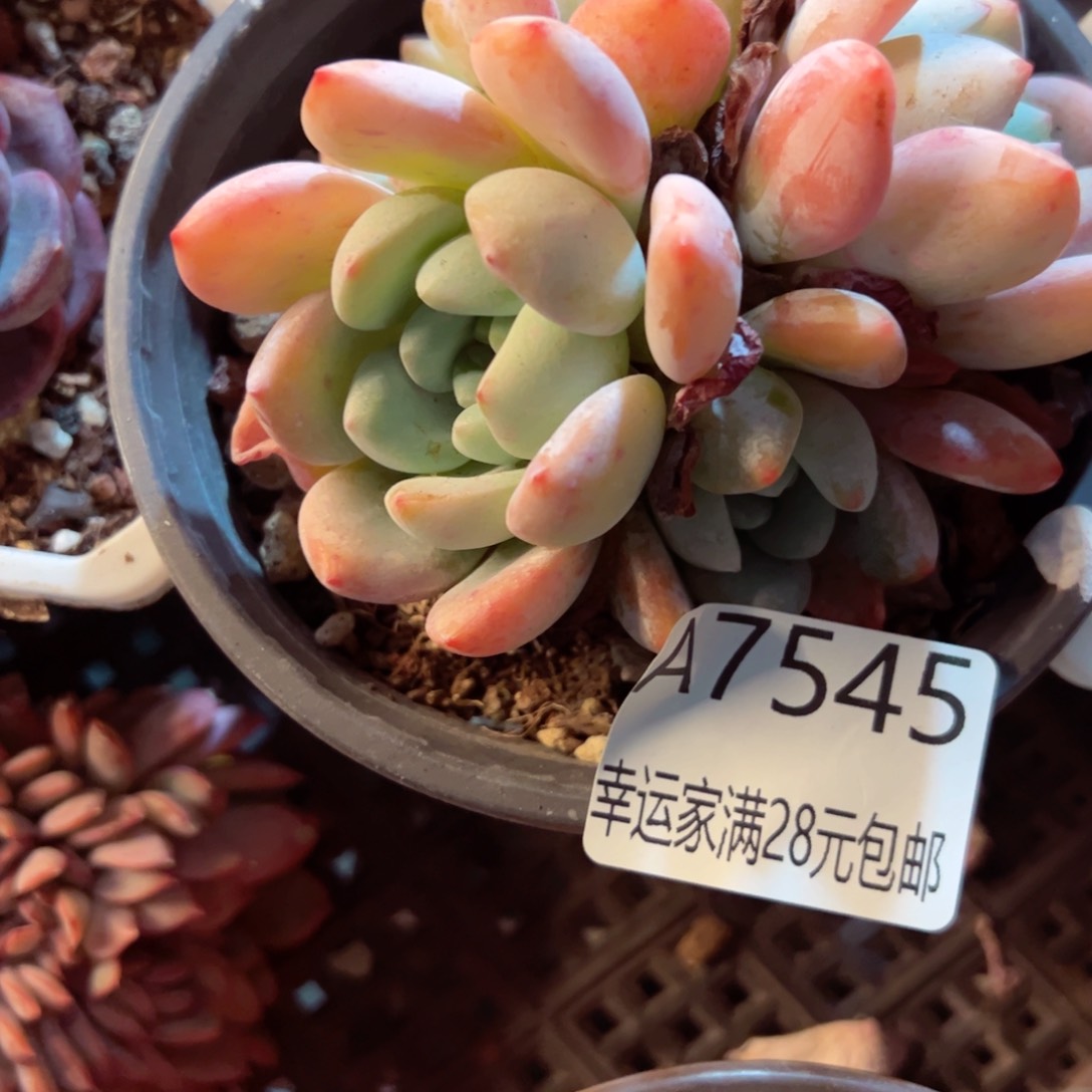 幸运的是我的朋友们