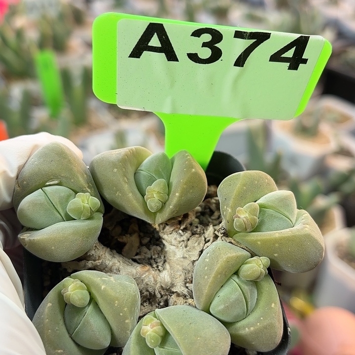 374们密密麻麻奶奶男男女女呢nnnn