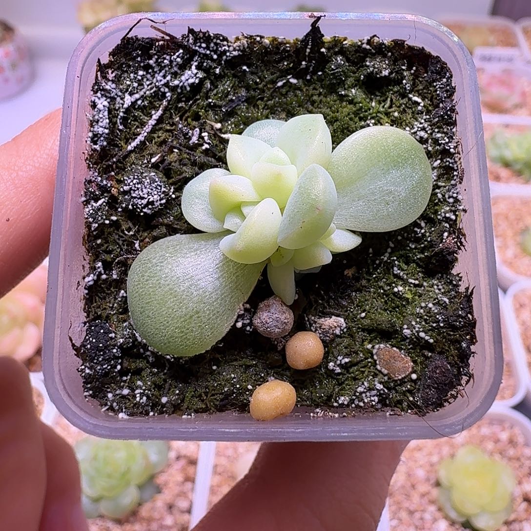 卢***余爆珠青提一物一拍