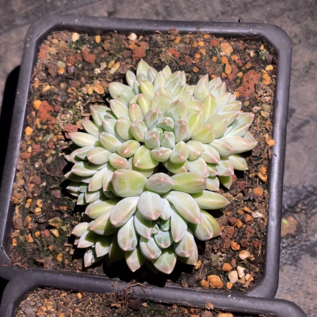 一物一拍发货美人