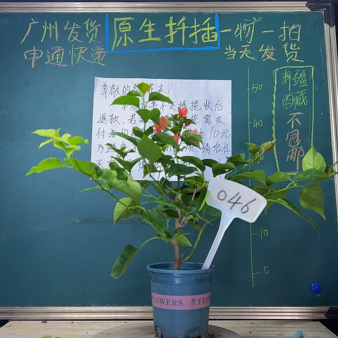 当前无花栽培后可以开花福利 不甜西瓜  046