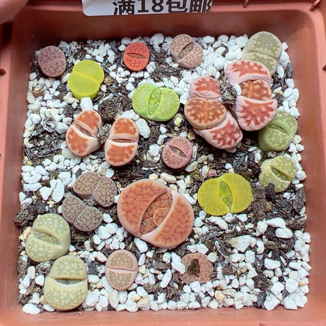 【闪购商品】747……