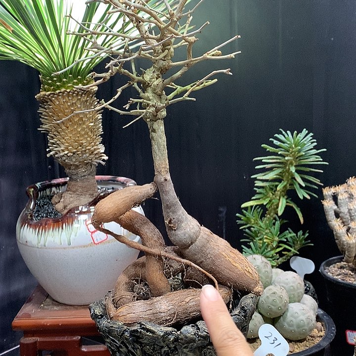 象足漆树111111111