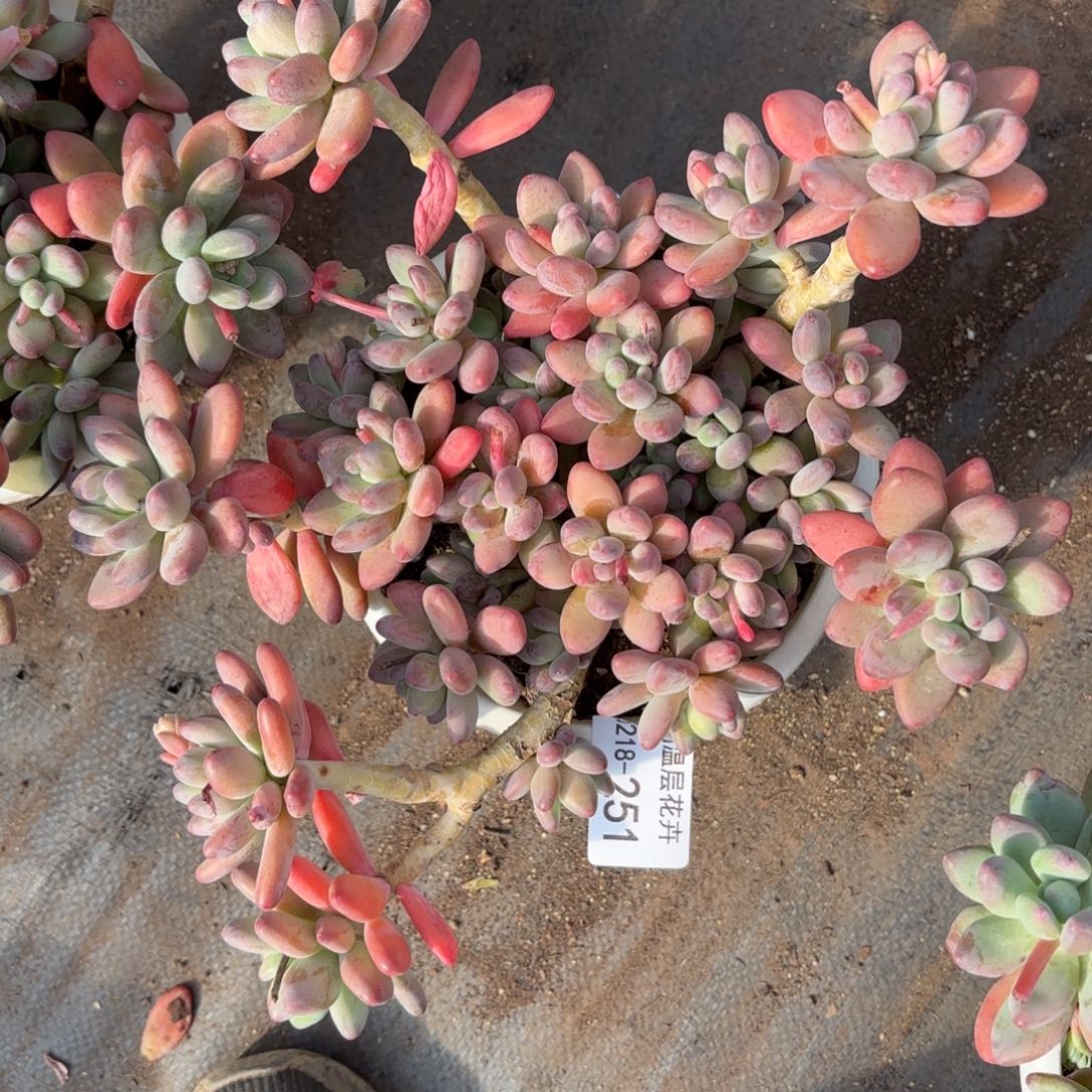 同温层多肉251苹果奶