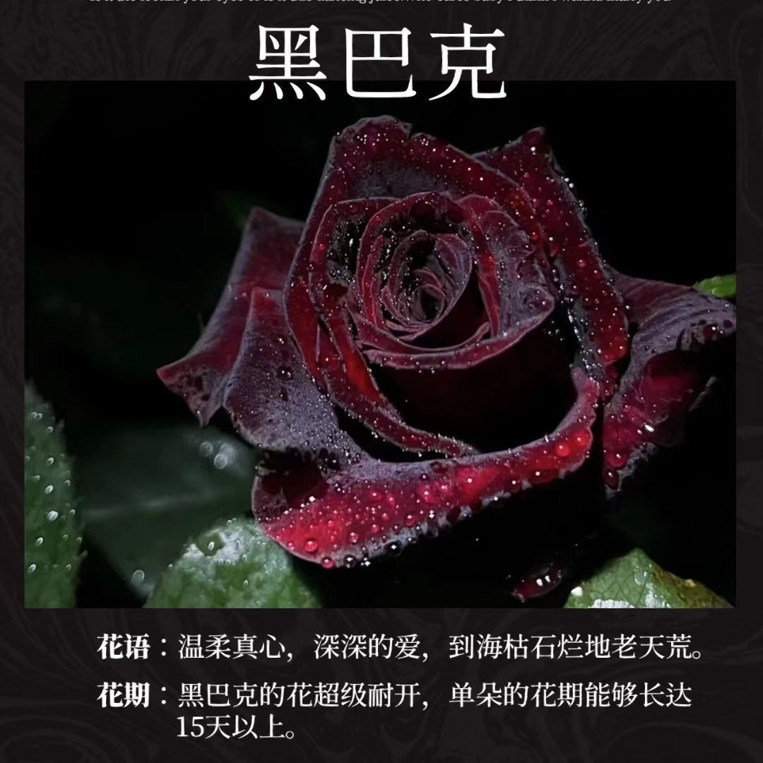 【黑巴克独颗】（夏天温度高颜色偏红介意勿拍）阳台庭院好养护月季