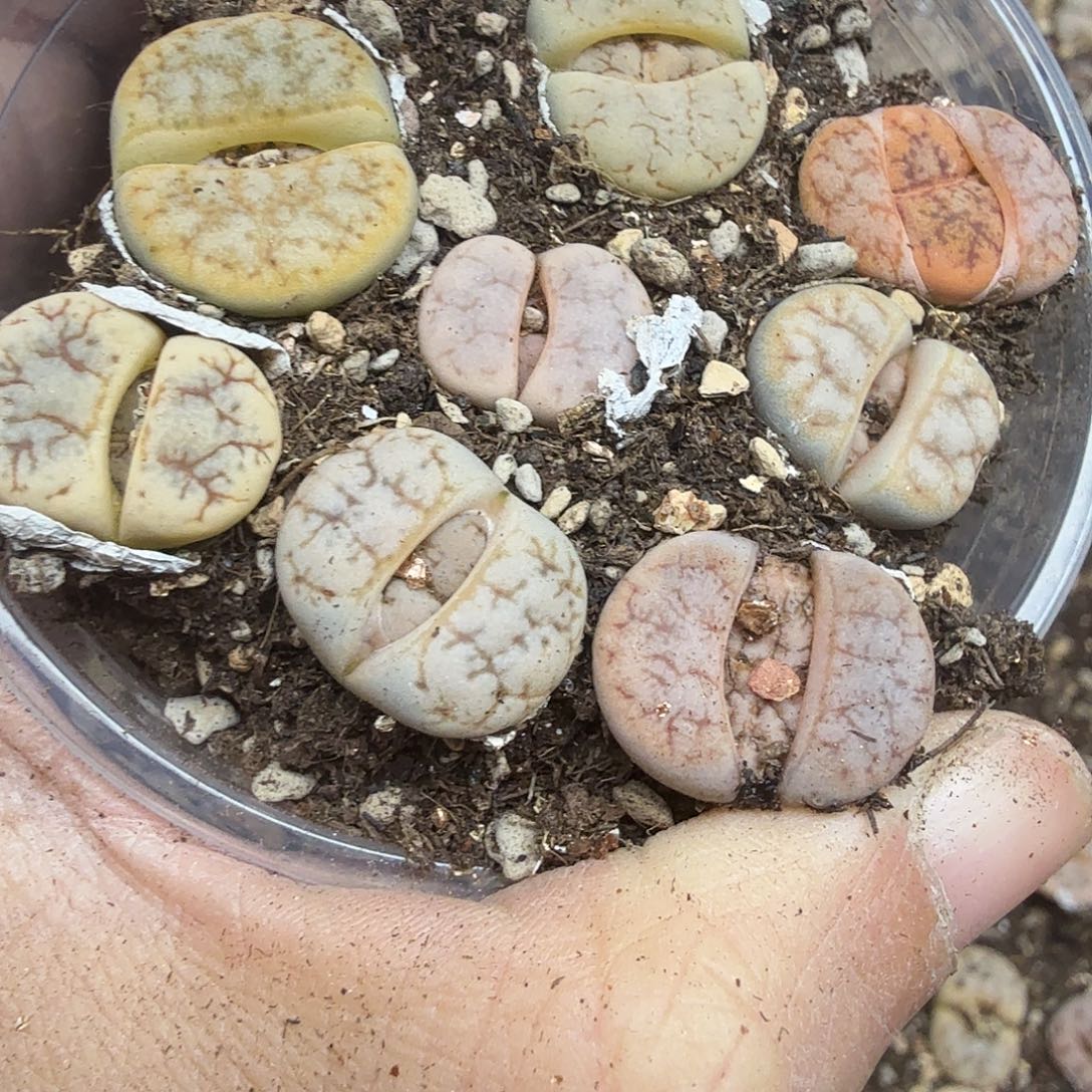 不用我送去啦不用的等554我