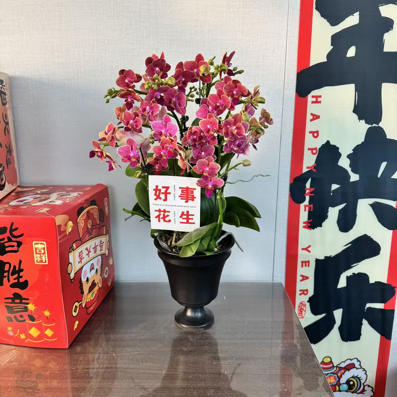 精选蝴蝶兰[金边玲珑]红色带金边年宵花 室内花卉绿植 基地直发