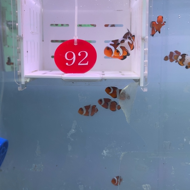 海水鱼精品达芬奇2条2-4