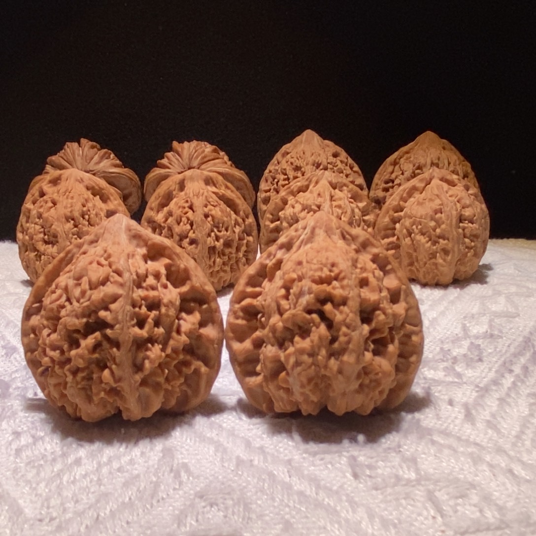 极品满天星，40尺 