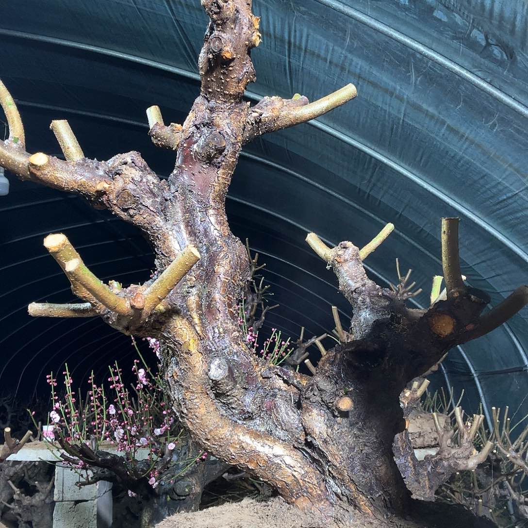 绿梅绿梅绿梅1棵