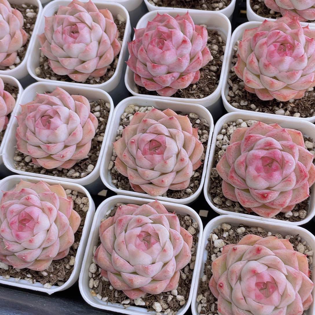 量拍124号 桃薰女王单头2个