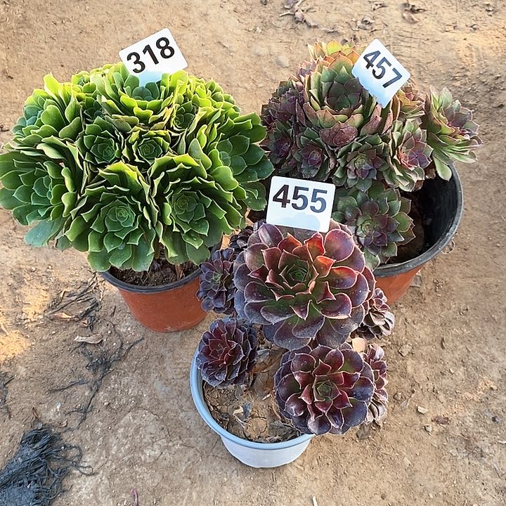 法师植物一物一拍，